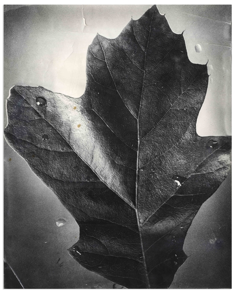 Berenice Abbott 15.125'' x 19.25'' Photograph of ''Leaf, Supersight''